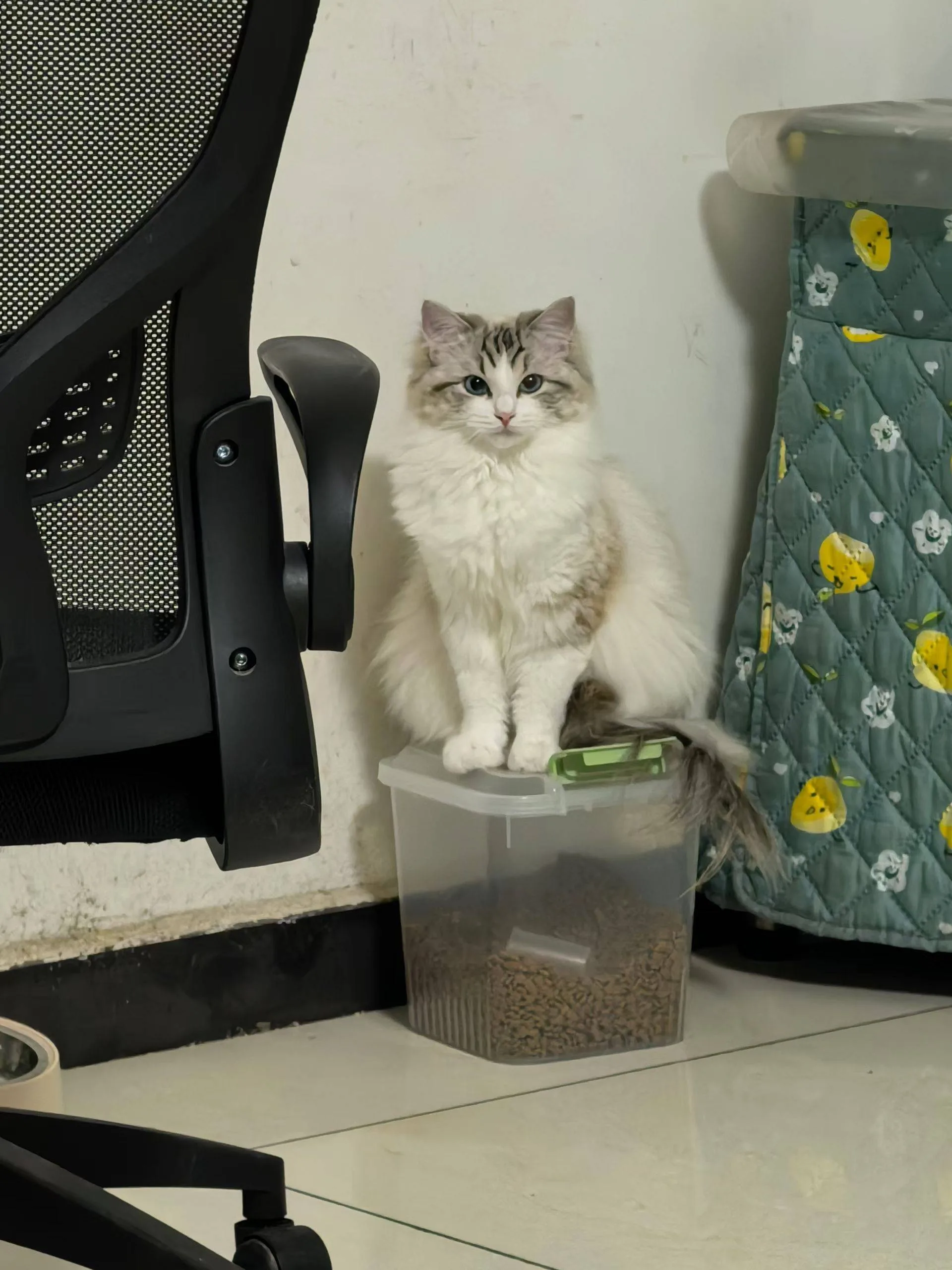 （质保三十天）小猫手搓plus月卡成品号商品图片