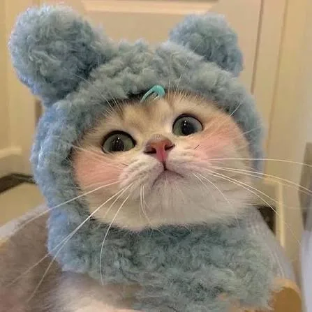 猫鱼plus 店铺头像