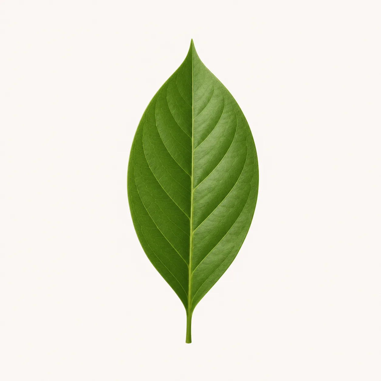 叶子🍃谷歌邮箱·G批发🍃包登录🍃✈️jinju88 店铺头像